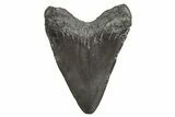 Juvenile Megalodon Tooth - South Carolina #340960-1